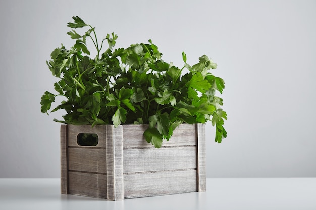 A leafy herb plant growing in a wooden crate on a white shelf