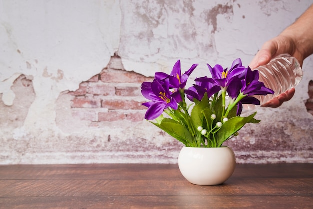 Purple crocus flowers in a small white pot, watered by hand in front of an old plaster wall
