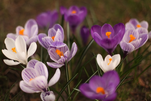 Purple and white crocus flowers with orange centres opening in a garden bed