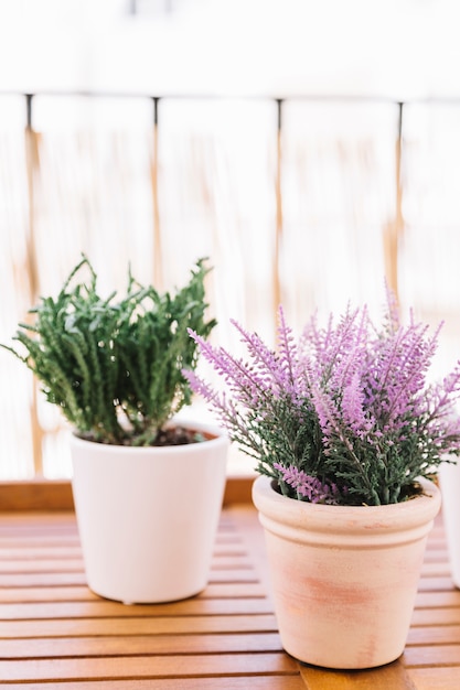 Two potted plants, a leafy herb and a lavender, on a sunlit wooden table beside a window