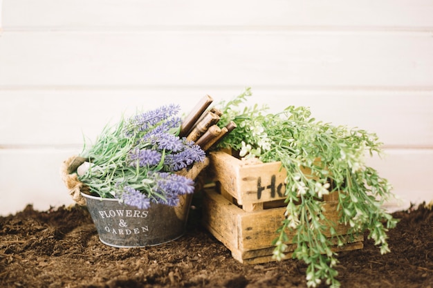 Lavender and leafy herbs growing in small wooden crates set on dark soil