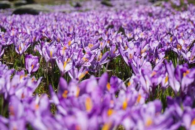 A dense field of purple crocus flowers in bloom, seen close to the ground